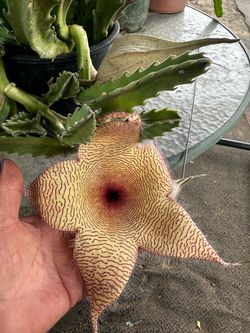 Planta Stapelia flor grande