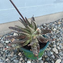 Large Aloe Vera Plant With A Beautiful Flower 