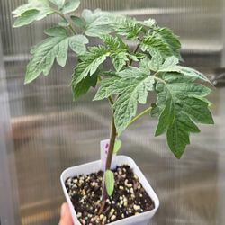 The Rare Harvest Nursery is now serving the UCF Orlando Area