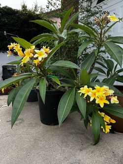 Aztec gold plumeria tree