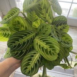Maranta Lemon Lime Plant