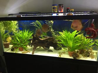 Beautiful 75 gallon aquarium!!