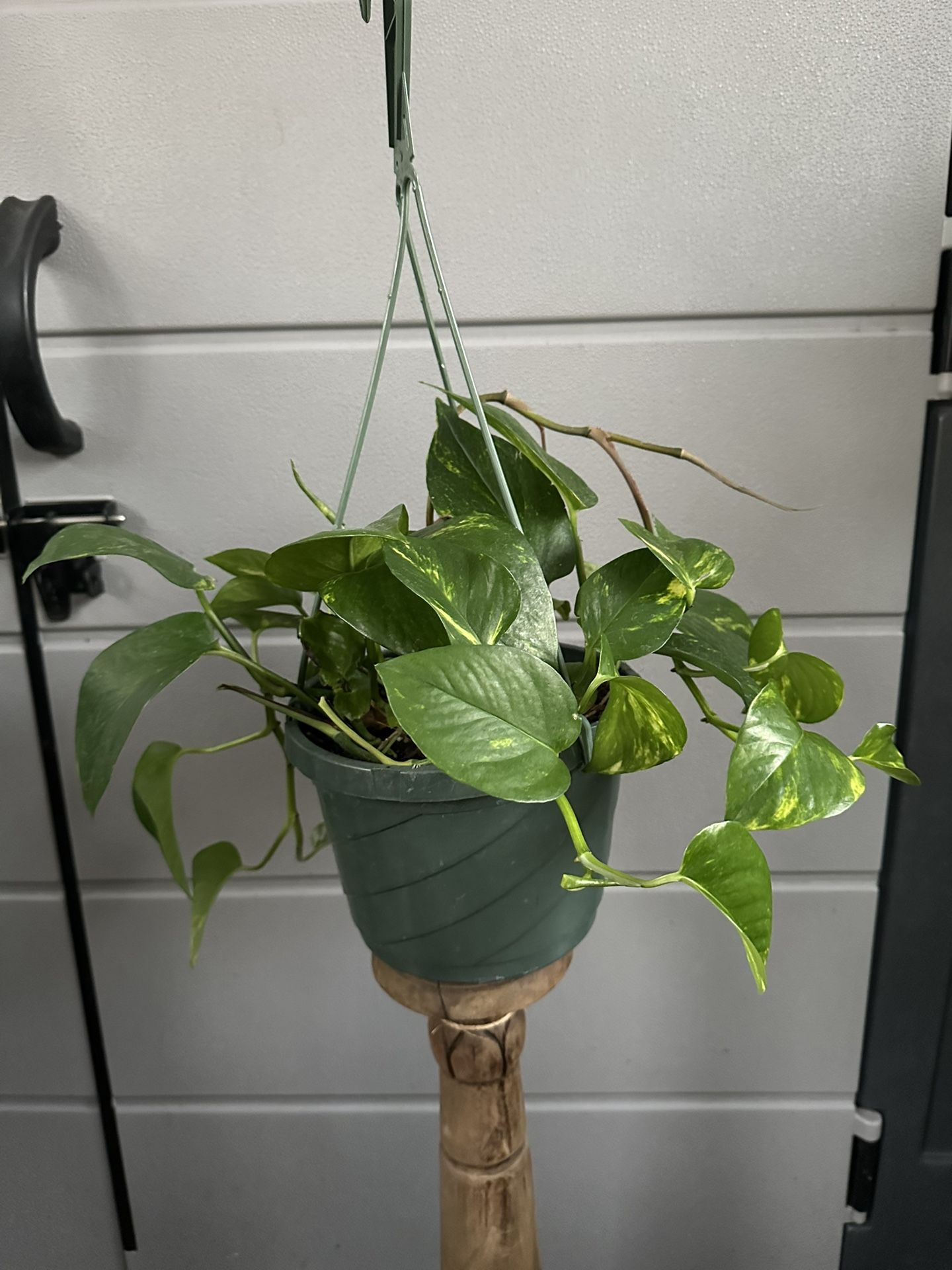 Golden Pothos