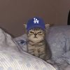 Kat