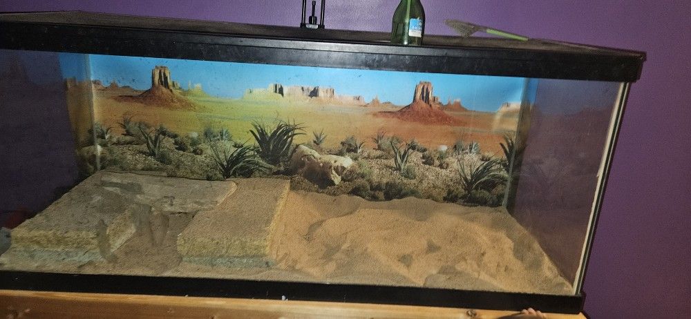 Bearded Dragon Aquarium