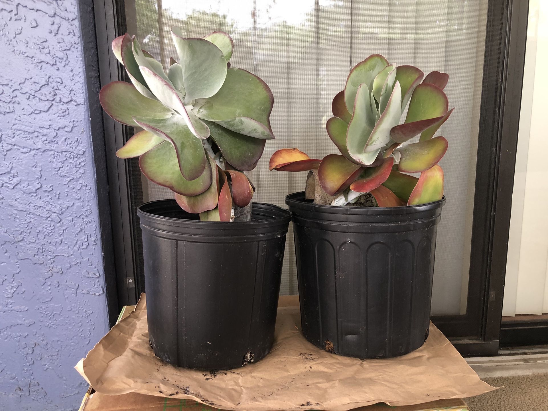 Succulent Plants