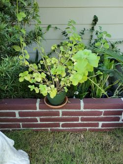 Oregano