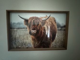 Highland cow framed photo
