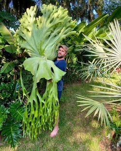 Large Staghorn Fern