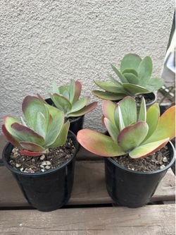Kalanchoe Flapjack plant $5
