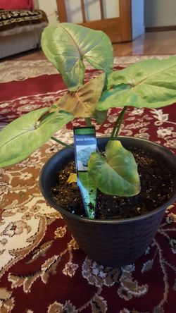 Delray Plants Arrowhead Vine (Nephthytis) in Pot 15$ Each