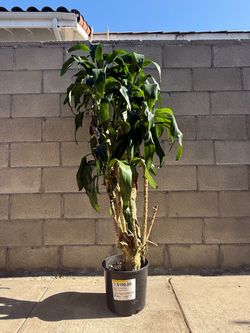 Dracaena 5ft 3in.