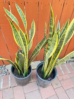 Snake plants