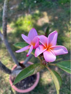 3 foot Plumeria plant and Plumeria cuttings