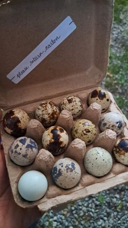 Quail Eggs