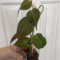 Philodendron Micans Plant
