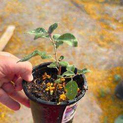 Arabian Lilac Rooted Cuttings 