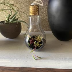 Bulb Succulent Decor 
