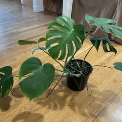 Monstera plant