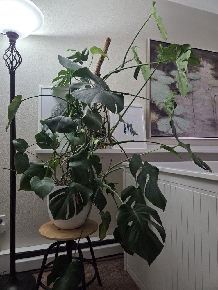Monstera Plant 4'8" Tall