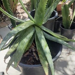 Large Aloe Vera