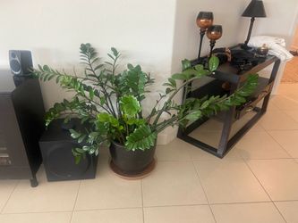 Large indoor plant