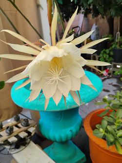 Beautiful And Healthy Blooming Queen Of The Night Plants