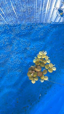20 Velvet Water Spangle plants for $10