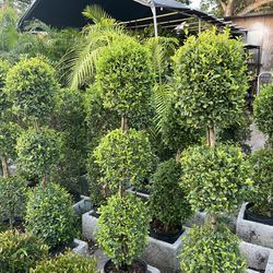 Topiary Triple Balls In 3 Gls Pot. SPECIAL PRICE 🤩