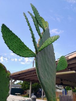 Nopales