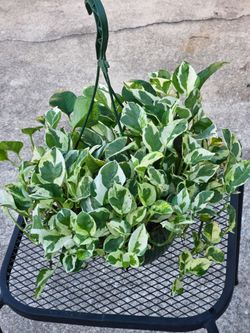 N'Joy Pothos hanging basket live