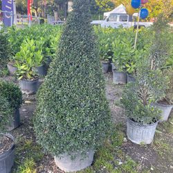 Cone Shape Eugenia Topiary 🌲 $85.00