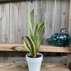 Indoor Mother-in-Law or Snake Plant