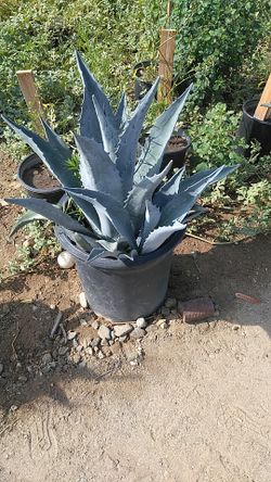Maguey en bote de 15 galones
