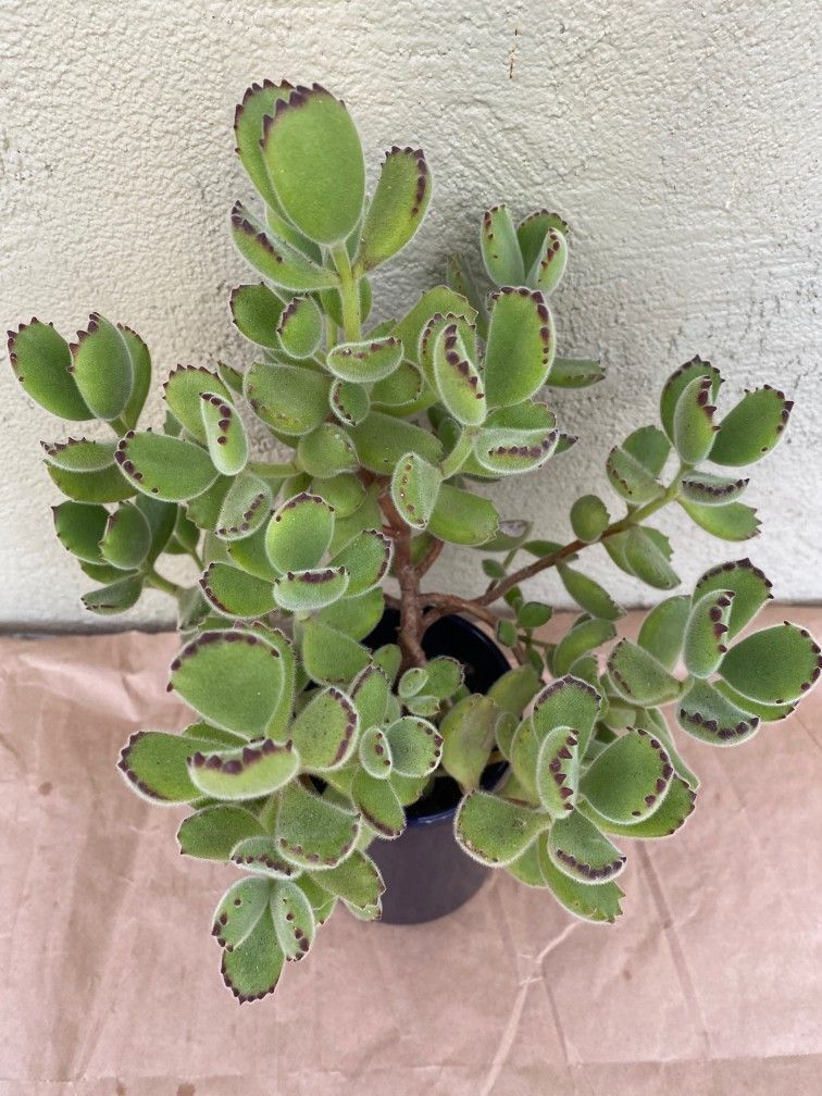 Cotyledon Tomentose Bear's Paw Plant