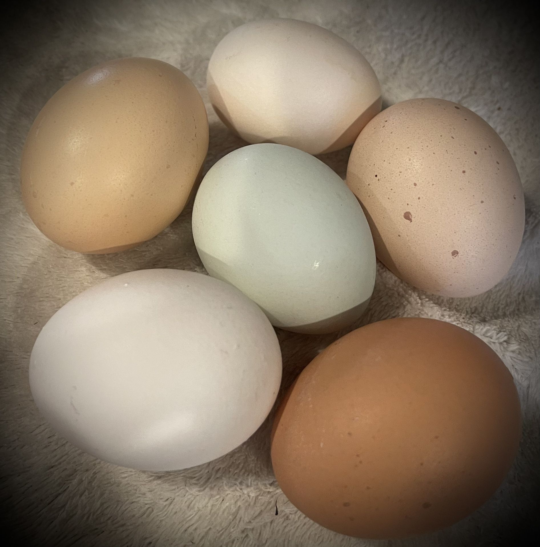 Fresh eggs