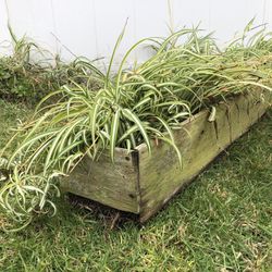 Spider Plants, 30+ In Homemade Planter