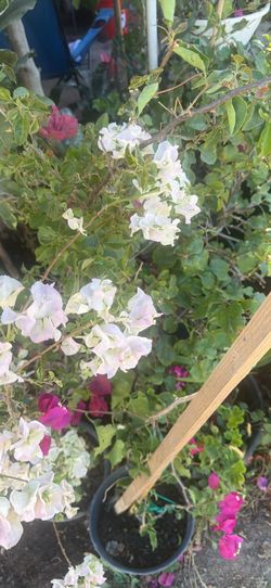 Bougainvillea