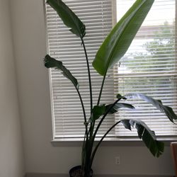 Tall House Plant 