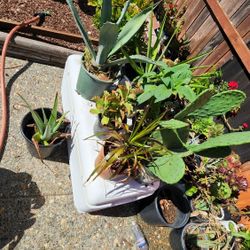 Plants For Sale
