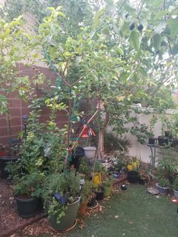 Guava tree/Barbie Pink 🌳🍐