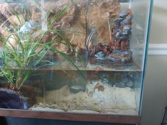 Paludarium and vivarium builds