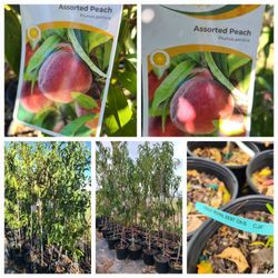 Peach Tree Grafted 5gallon 6ft Tall 