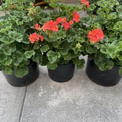 Geranium Flower Plant 