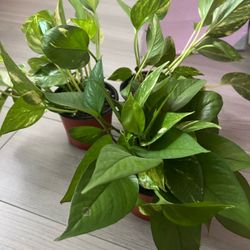 3 Pothos plants