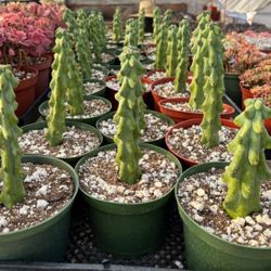 Exotic Boobie Cactus  🪴🌵