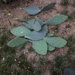 Real Cactus Pads For Sale $1 Per Pad  serving Charlotte Area!