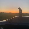 Talon