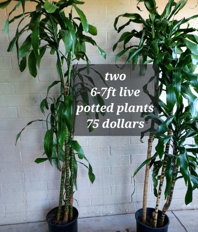 Two Live Plants
