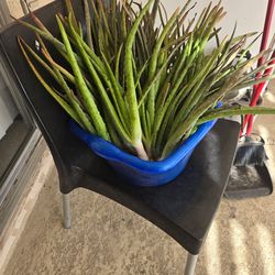 Aloe vera plants
